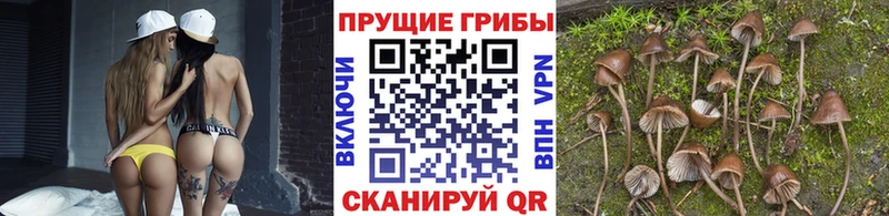 купить наркотик нарко площадка телеграм Псилоцибиновые грибы MAGIC MUSHROOMS Будённовск