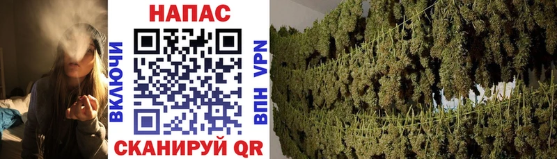 Бошки Шишки OG Kush  Будённовск 